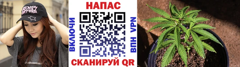 Бошки марихуана THC 21%  Купить  Бородино 